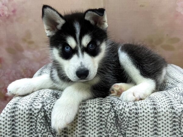 Siberian Husky DOG Female Black & White 22973 Petland Fort Myers, Florida