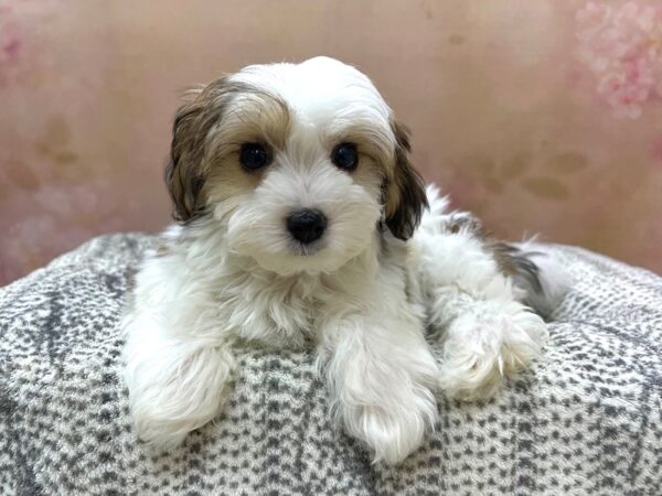 Yo-Chon-DOG-Male-Rst, Prti-22970-Petland Fort Myers, Florida