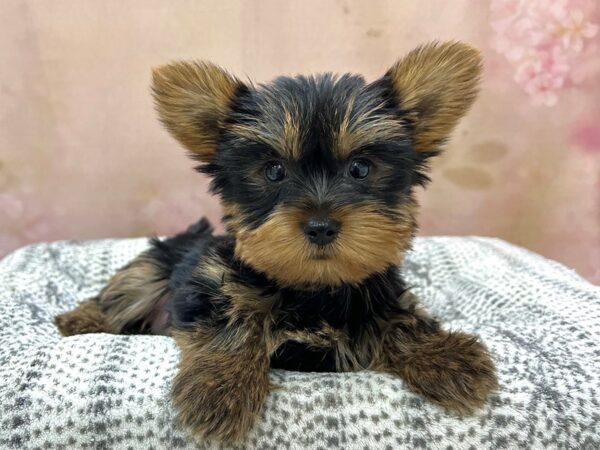 Yorkshire Terrier DOG Female Black & Tan 22969 Petland Fort Myers, Florida