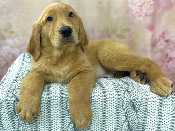 Golden Retriever DOG Male Golden 22963 Petland Fort Myers, Florida