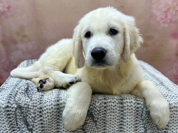 Golden Retriever DOG Male Cream 22960 Petland Fort Myers, Florida