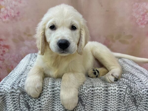 Golden Retriever DOG Female Cream 22961 Petland Fort Myers, Florida