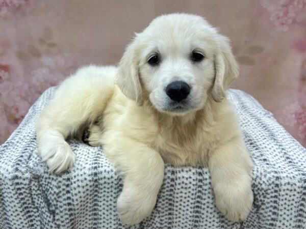 Golden Retriever DOG Female Cream 22962 Petland Fort Myers, Florida