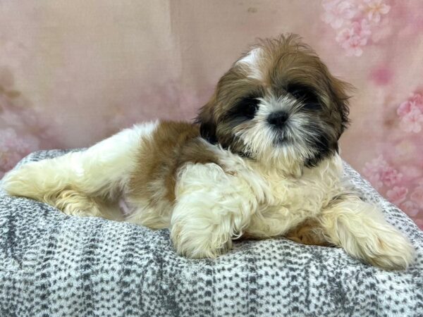 Shih Tzu Dog Male Chocolate & White 22967 Petland Fort Myers, Florida