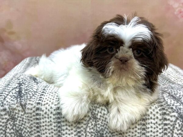 Shih Tzu DOG Male Liver & White 22965 Petland Fort Myers, Florida