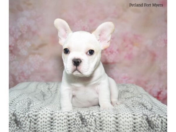 French Bulldog DOG Female Cream 22993 Petland Fort Myers, Florida