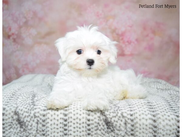 Maltese DOG Female White 22992 Petland Fort Myers, Florida