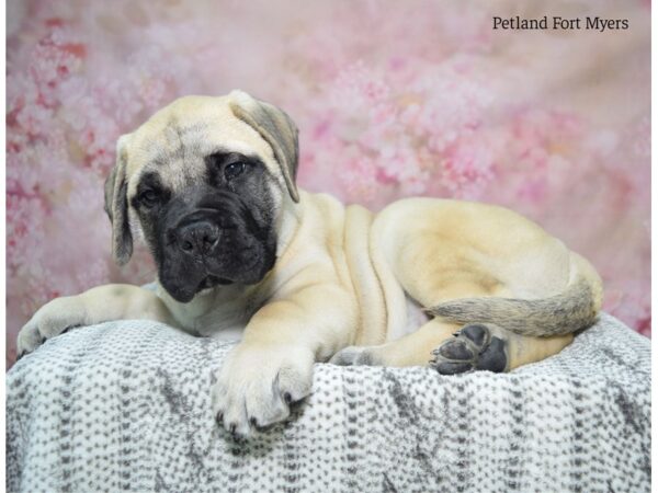 Bullmastiff-DOG-Male-Fawn, Black Mask-22990-Petland Fort Myers, Florida