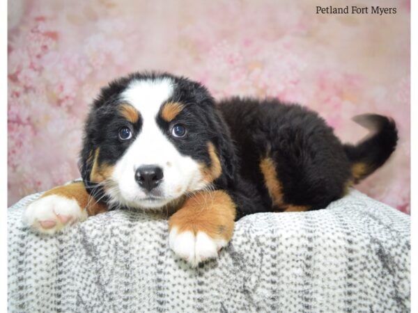 Bernese Mountain Dog DOG Female Black Rust & White 22989 Petland Fort Myers, Florida