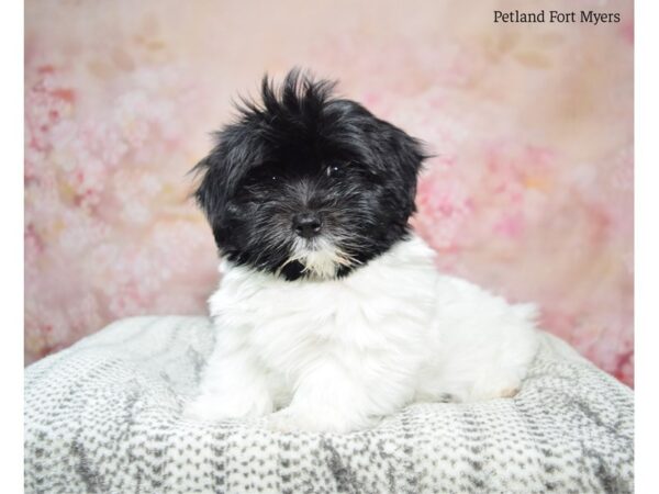 Havanese DOG Female Black & White 22987 Petland Fort Myers, Florida