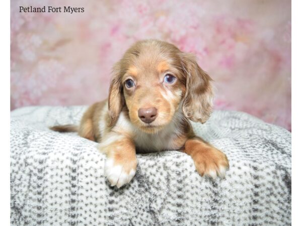 Dachshund DOG Female Chocolate, Dapple pbld 22986 Petland Fort Myers, Florida