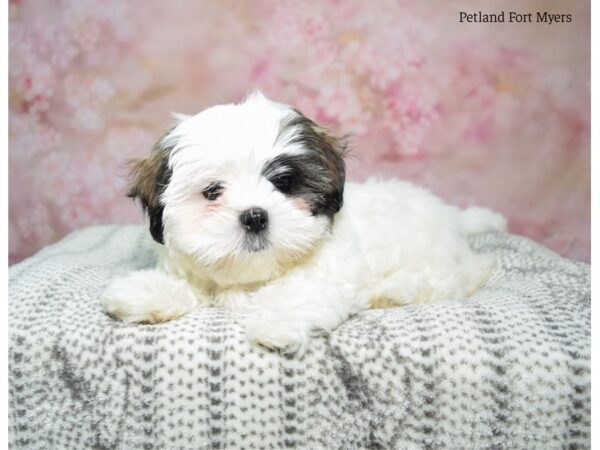 Maltese/Shih Tzu DOG Female White & Sable 22985 Petland Fort Myers, Florida