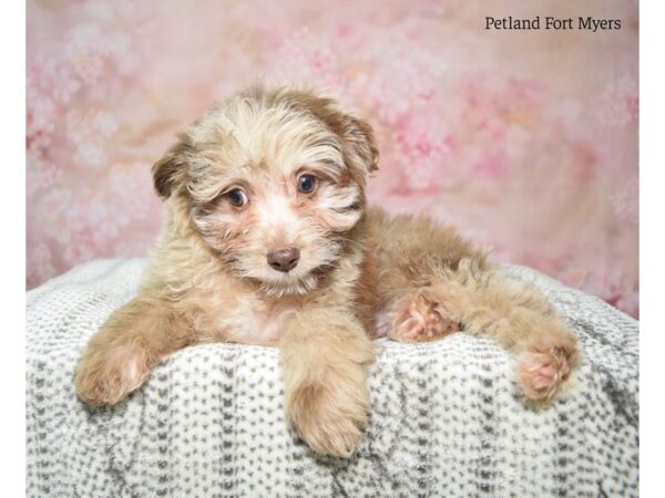 Miniature Aussie Poo-DOG-Male-Chocolate Merle-22984-Petland Fort Myers, Florida