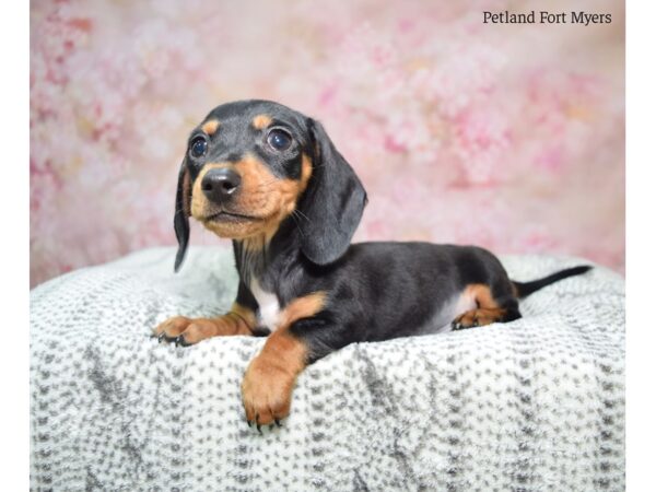 Dachshund DOG Male Black & Tan 22982 Petland Fort Myers, Florida