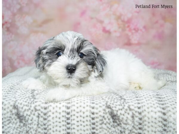 Poo-Shi DOG Female Blue Merle 22981 Petland Fort Myers, Florida