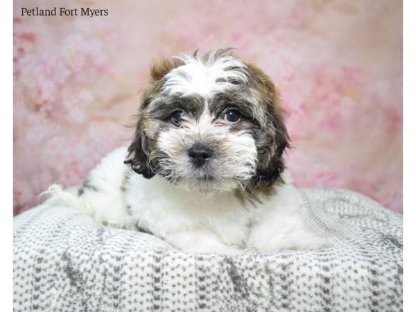 Zuchon-Dog-Male-Brown, Prti-22980-Petland Fort Myers, Florida