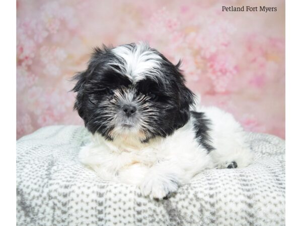 Shih Tzu DOG Male Black & White 22979 Petland Fort Myers, Florida