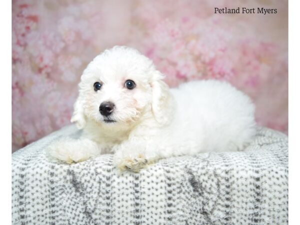 Bichapoo-Dog-Female-White-22978-Petland Fort Myers, Florida