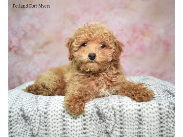 Poodle Dog Female Apct 22977 Petland Fort Myers, Florida