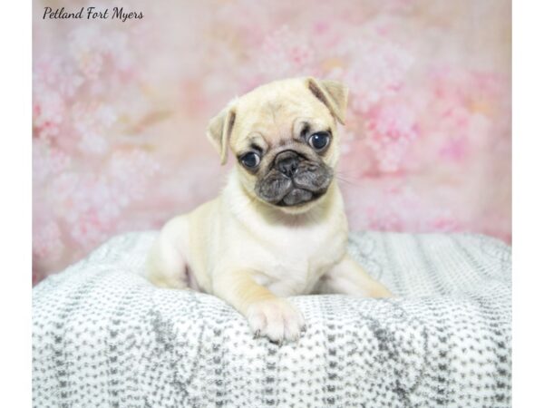 Pug DOG Female Fawn 22997 Petland Fort Myers, Florida