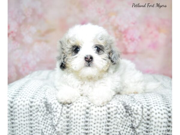 Malti Poo-DOG-Female-Parti-22996-Petland Fort Myers, Florida