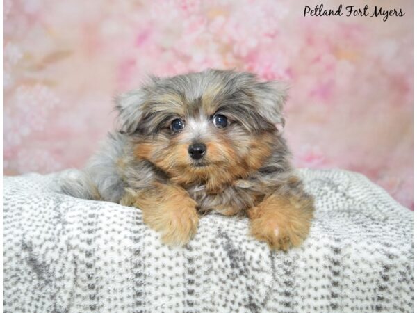 Pomapoo-DOG-Female-Blue Merle-23013-Petland Fort Myers, Florida