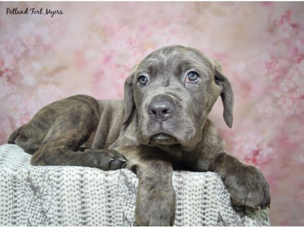 Cane Corso-DOG-Male-Blue-23012-Petland Fort Myers, Florida