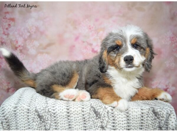 Poodle/Bernese Mountain Dog-DOG-Female-Merle-23011-Petland Fort Myers, Florida