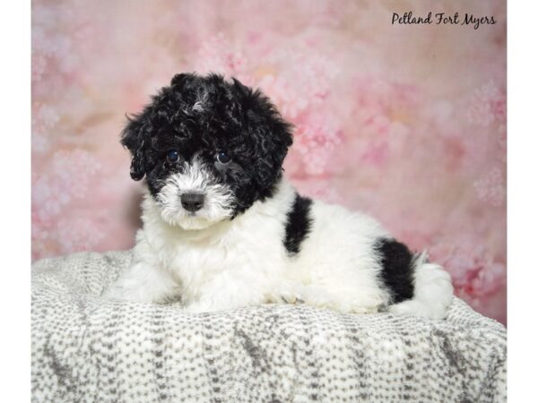 Bichapoo-DOG-Male-Black & White-23007-Petland Fort Myers, Florida