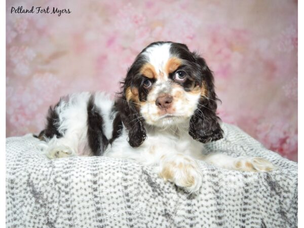 Cocker Spaniel DOG Female Chocolate & White 23006 Petland Fort Myers, Florida