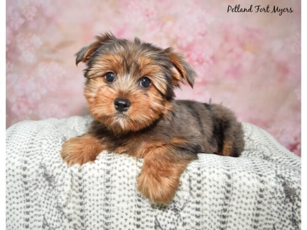 Yorkshire Terrier DOG Male Blue Merle 23005 Petland Fort Myers, Florida