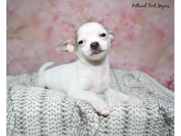 Chihuahua DOG Female White & Chocolate 23004 Petland Fort Myers, Florida