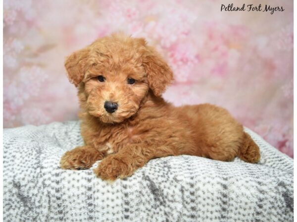 Miniature Poodle DOG Male Red 23001 Petland Fort Myers, Florida