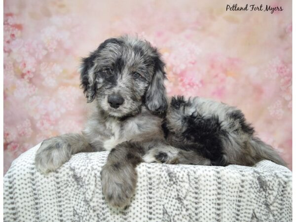 Golden Doodle-DOG-Male-Blue Merle-22998-Petland Fort Myers, Florida