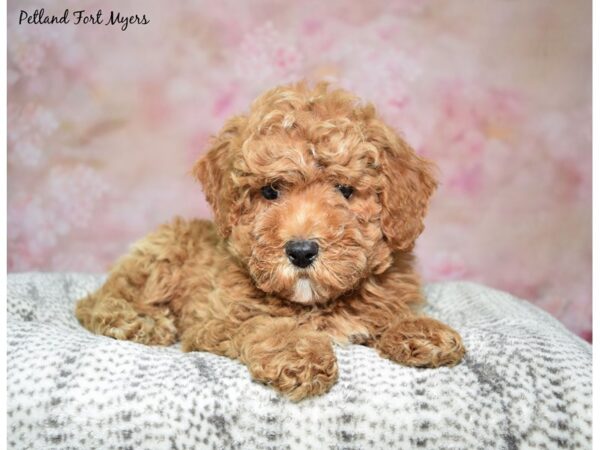 Miniature Poodle DOG Male Red 23041 Petland Fort Myers, Florida