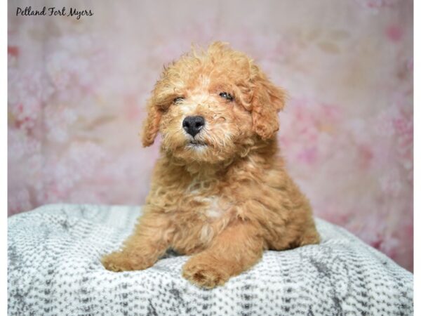 Miniature Poodle-DOG-Male-Red & Apricot-23040-Petland Fort Myers, Florida