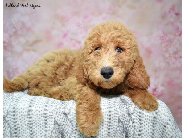 Labradoodle DOG Female Apricot 23039 Petland Fort Myers, Florida