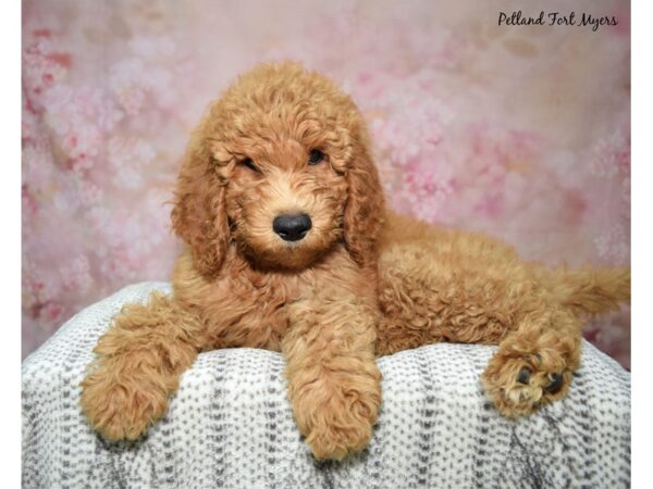 Golden Doodle-DOG-Female-Apricot-23038-Petland Fort Myers, Florida