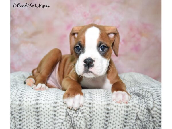 Boxer-DOG-Female-Brown & White-23037-Petland Fort Myers, Florida