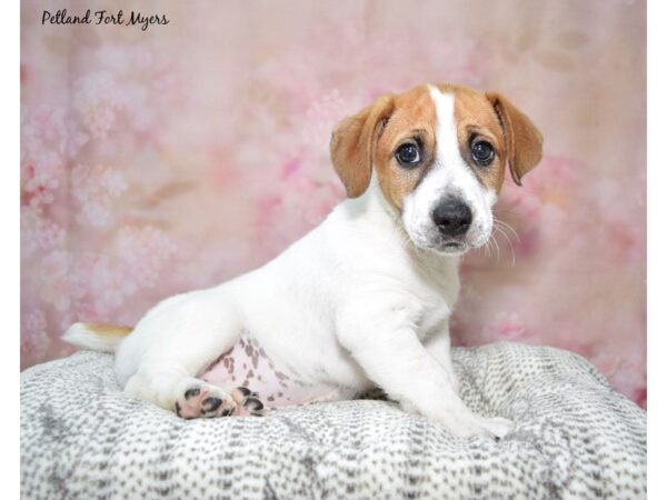 Jack Russell Terrier DOG Male White & Tan 23034 Petland Fort Myers, Florida