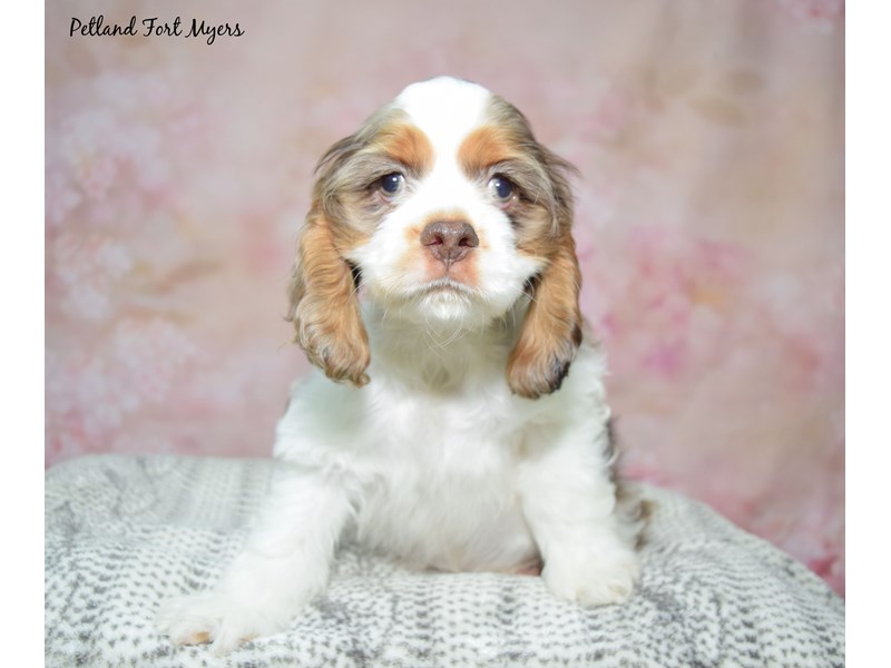 Cocker Spaniel-Male-Chocolate Merle Prti-4083139-Petland Fort Myers Florida