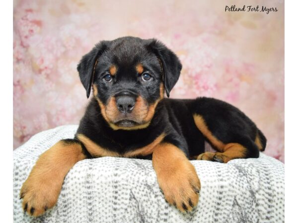 Rottweiler DOG Female Black & Tan 23032 Petland Fort Myers, Florida