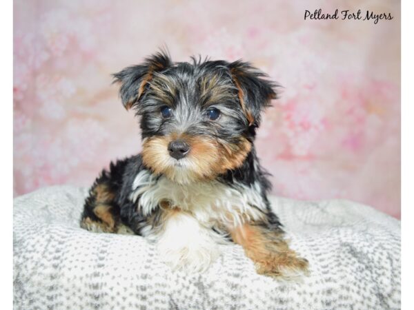 Yorkshire Terrier DOG Male Black & Tan Prti 23031 Petland Fort Myers, Florida