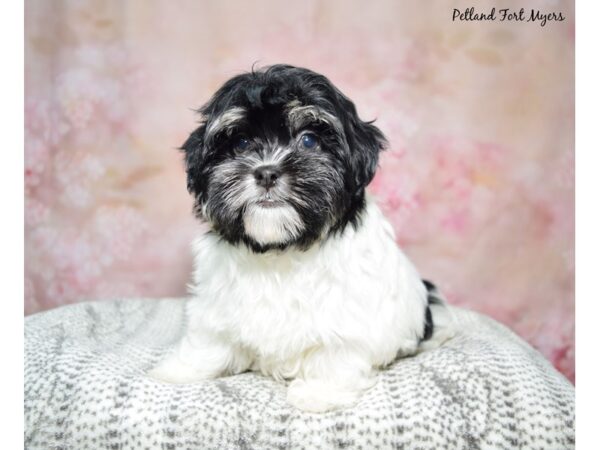 Havanese DOG Male Black & White 23030 Petland Fort Myers, Florida