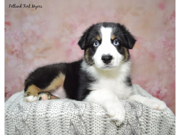 Australian Shepherd-DOG-Female-Black, White, & Tan-23028-Petland Fort Myers, Florida