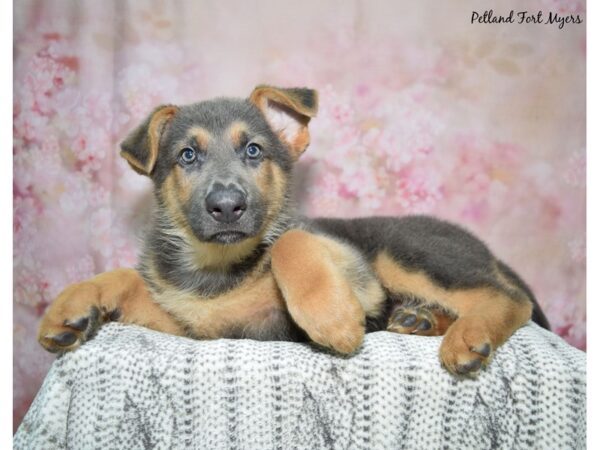 German Shepherd DOG Female Blue & Tan 23015 Petland Fort Myers, Florida