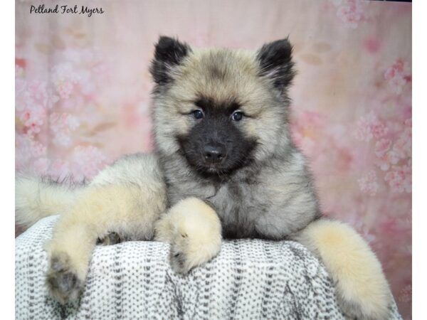 Keeshond-DOG-Male-Grey, Silver, & Black-23016-Petland Fort Myers, Florida