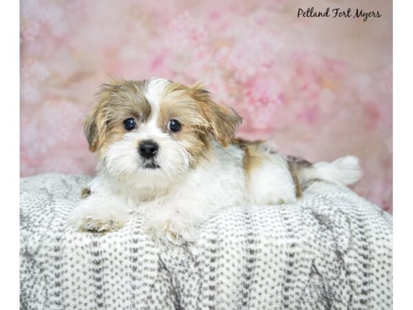 Yorkie Tzu-DOG-Male-fawn sable white-2-Petland Fort Myers, Florida