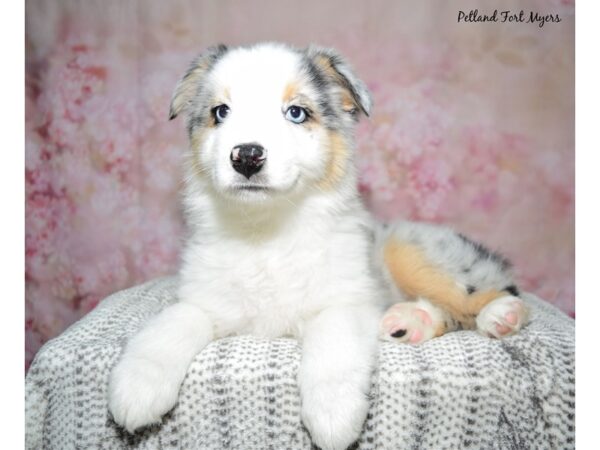 Australian Shepherd DOG Female Blue Merle 23027 Petland Fort Myers, Florida