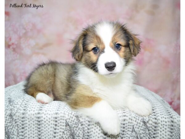 Pembroke Welsh Corgi DOG Female Red & White 23024 Petland Fort Myers, Florida